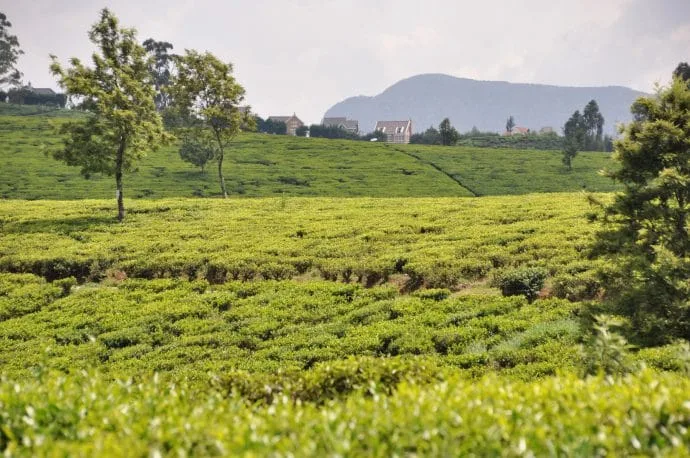 pedro nuwara eliya tea plantation - sri lanka
