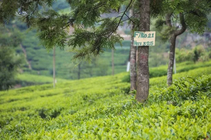 pedro nuwara eliya tea plantation - sri lanka