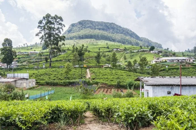pedro nuwara eliya tea plantation - sri lanka