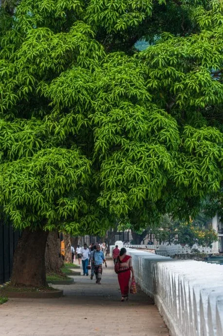 walk along kandy lake