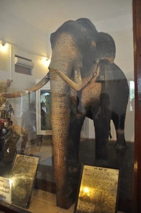 hall elephants temple tooth kandy - sri lanka