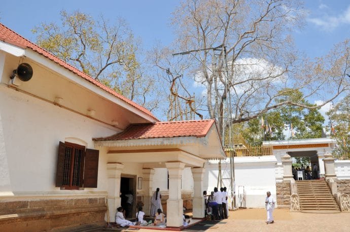 arbre bodhi - anuradhapura - sri lanka