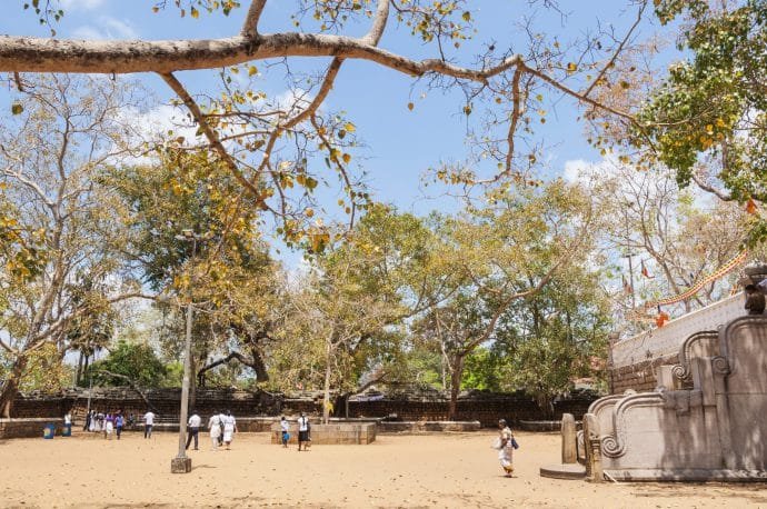 arbre bodhi - anuradhapura - sri lanka