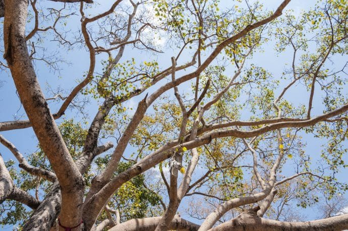 arbre bodhi - anuradhapura - sri lanka