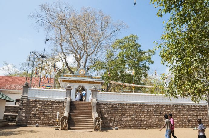 arbre bodhi - anuradhapura - sri lanka