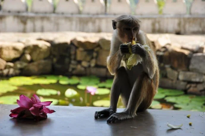 dambulla caves - sri lanka