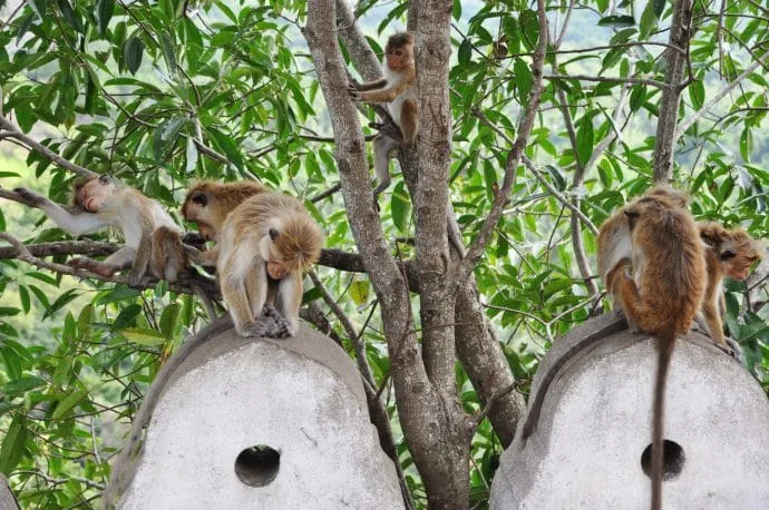 dambulla caves - sri lanka