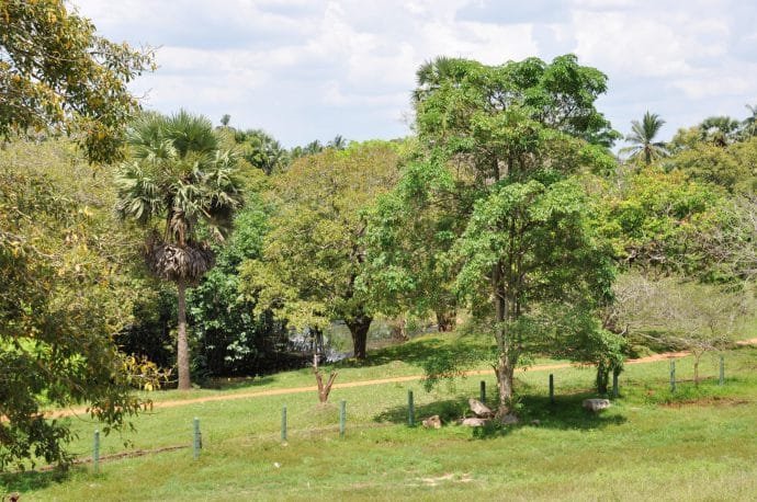 rizieres - anuradhapura - sri lanka