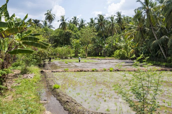 rizieres - anuradhapura - sri lanka