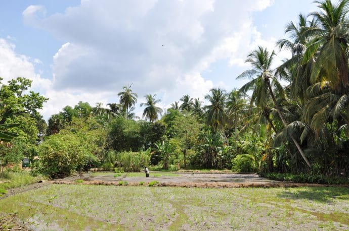 rizieres - anuradhapura - sri lanka