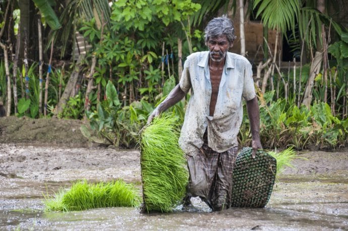 rizieres - anuradhapura - sri lanka