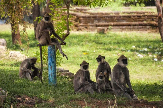 singes - anuradhapura - sri lanka