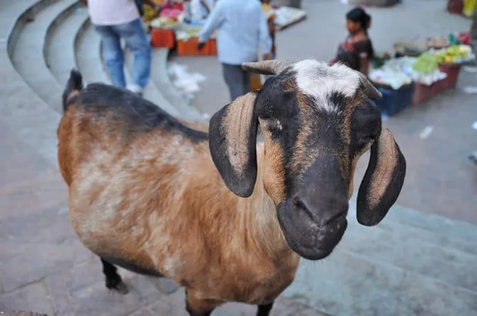 bodhgaya - india