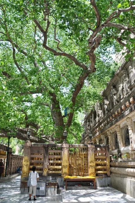 bodhgaya mahabodhi temple - india