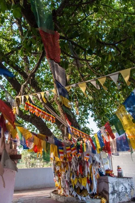 sujata temple bodhgaya - india