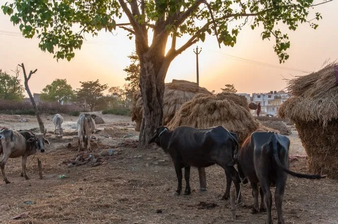 bodhgaya cows - india