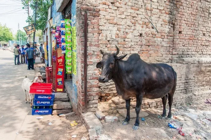 a cow in a street of varanasi