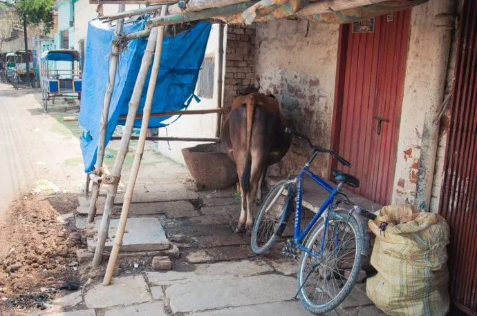 cow and bike varanasi - india
