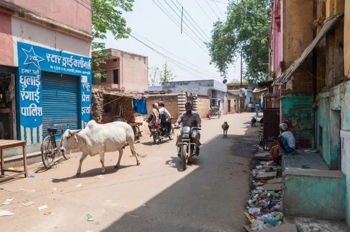 cow street varanasi - india