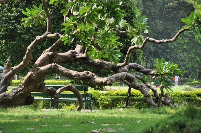 victoria memorial garden calcutta - india