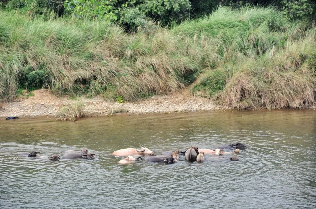 buffalo in the river in Vang Vieng Laos