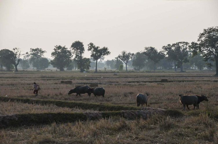 01-Buffles-Campagne-Thailandaise-Issan-Prasat-Surin