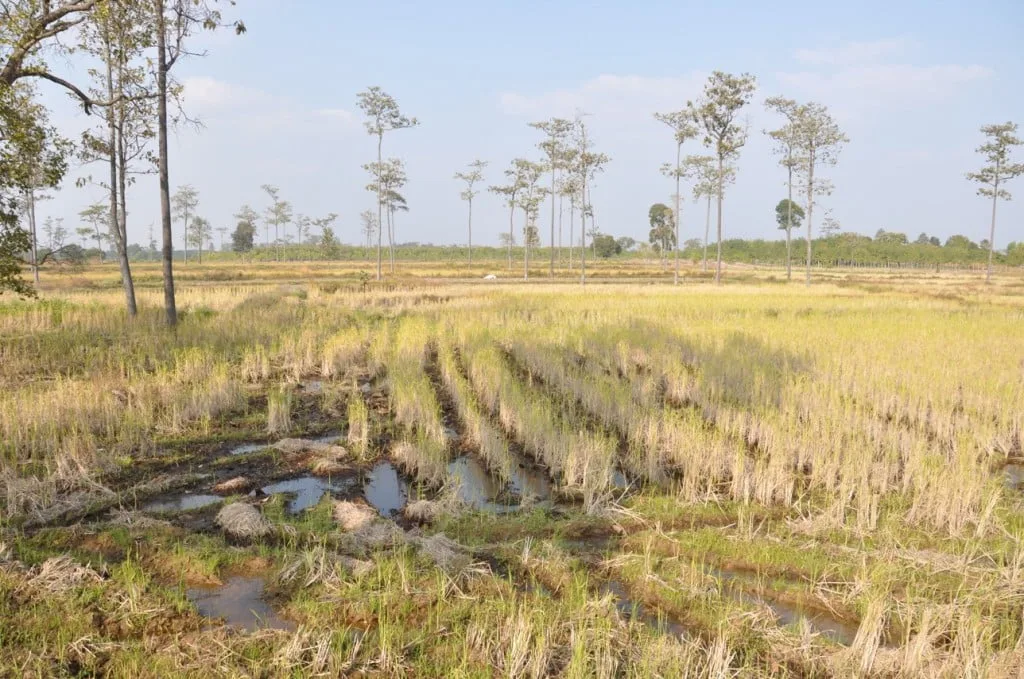 Landscape towards Phu Chong Na Yoi National Park-Ubon Ratchathani