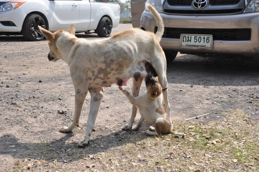 Puppies to Prah Wihan National Park