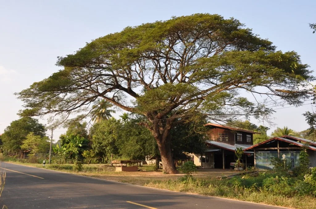 Landscape towards Phu Chong Na Yoi National Park-Ubon Ratchathani