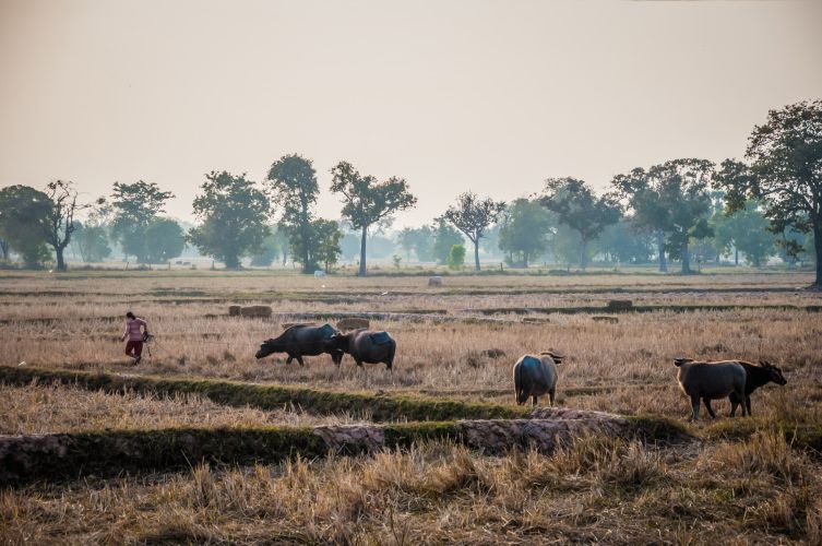 scene de vie avec buffle dans campagne de surin thailande