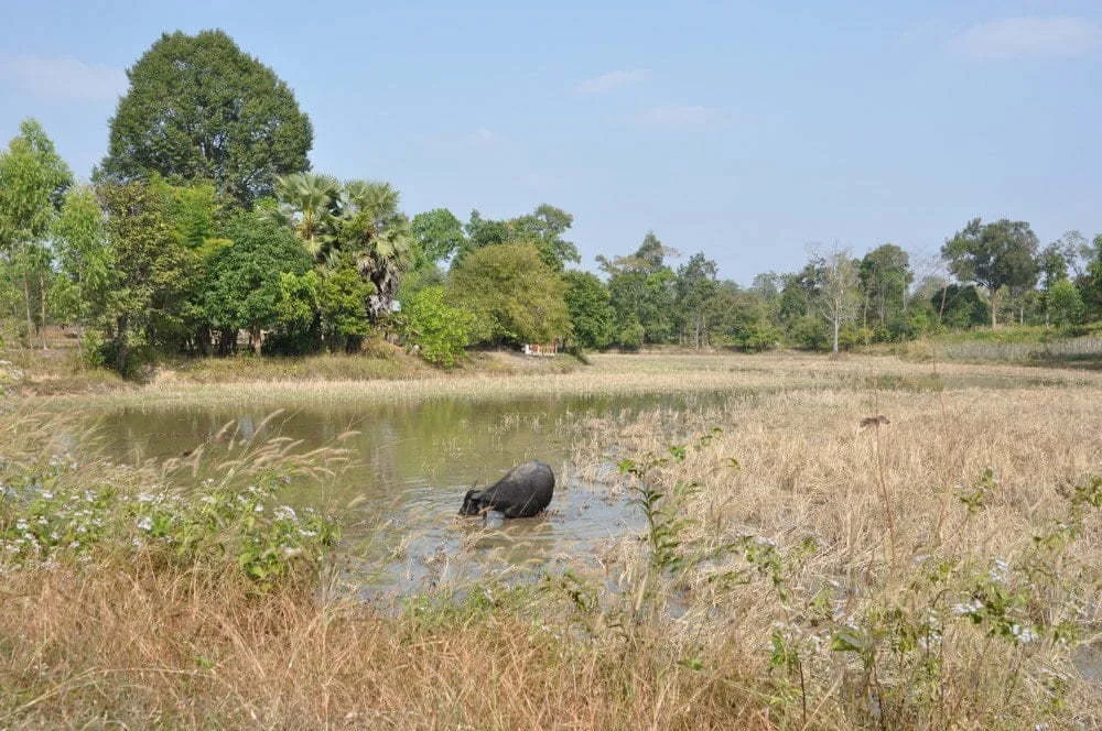 buffalo on the road near Wat Patihan Ubon Ratchathani