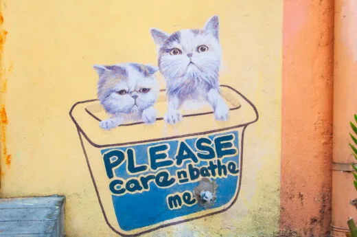 101 lost kittens please care n bathe me street art penang