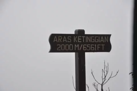 fog brinchang forest moss