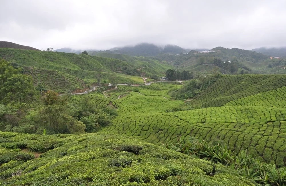 Cameron Highlands - Malaysia 2014