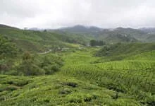 Cameron Highlands - Malaysia 2014