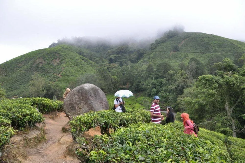 Cameron Highlands view