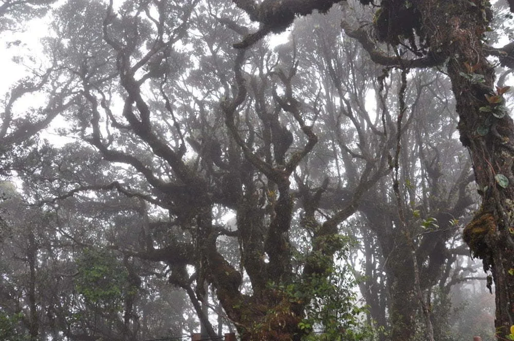 fog in the moss forest at cameron highlands