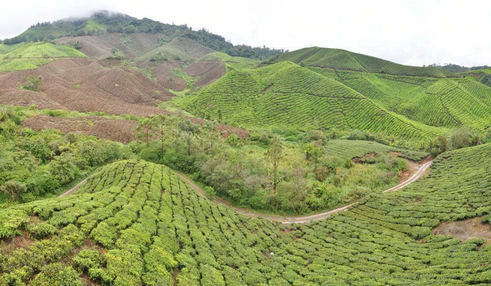 Cameron Highlands Tea Plantation Panorama