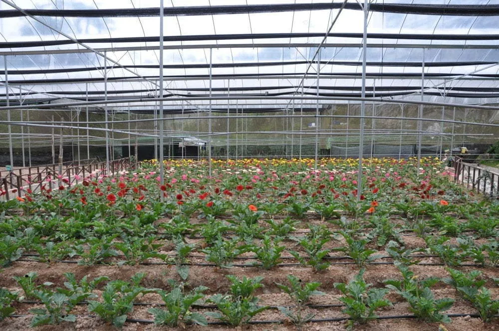 Cameron Highlands Nursery