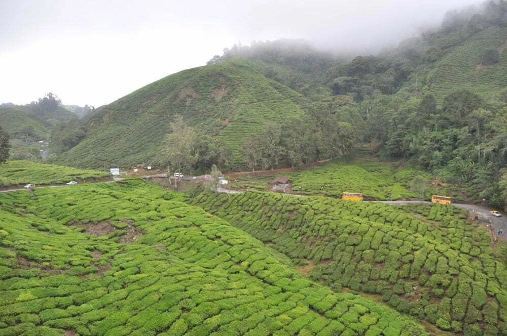 Road trip through the Cameron Highlands