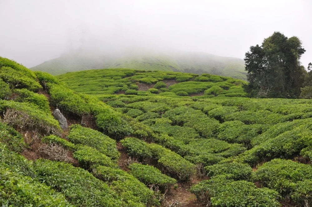 Brinchang summit hidden by fog in the Cameron Highlands