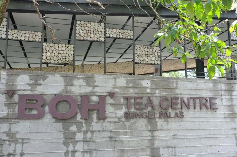 cameron highlands tea plantation