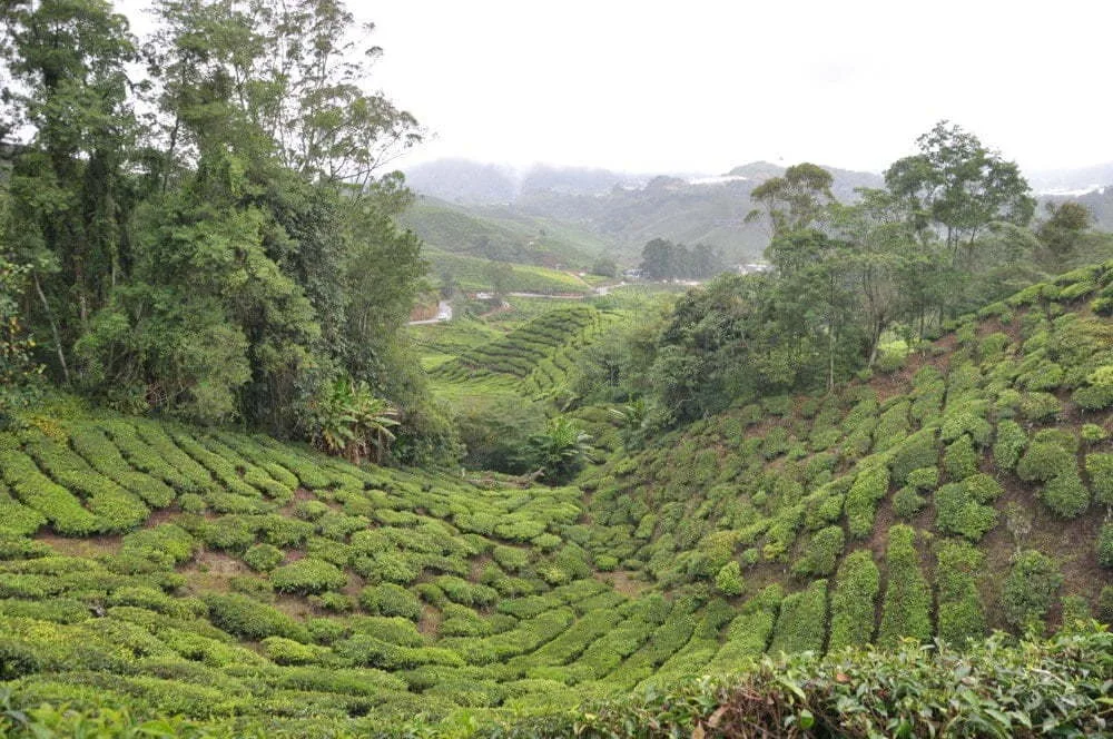 View of Cameron Highlands