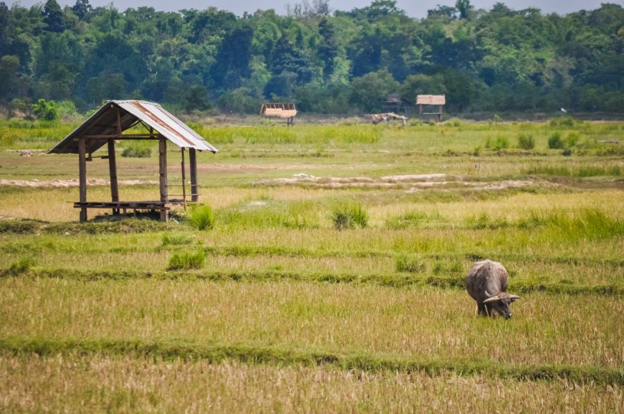 buffle dans champs riz aux abords de savannakhet laos