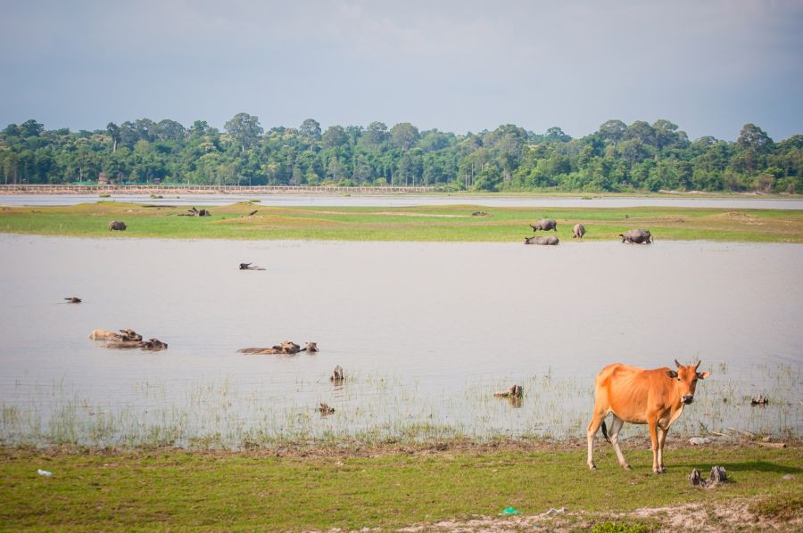 lac aux tortues nong tao savannakhet laos