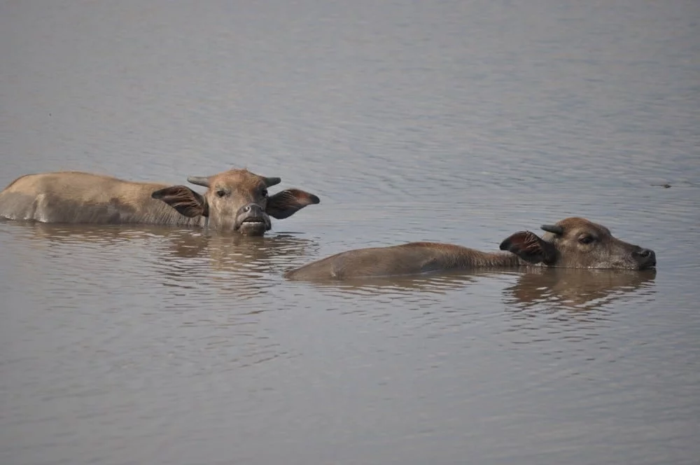turtle lake savannakhet laos