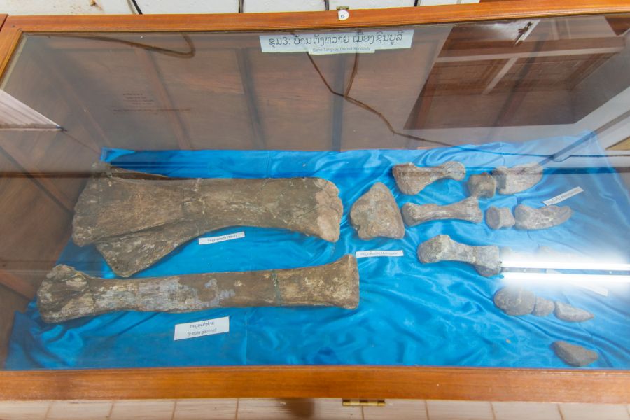 patte de dino au musee des dinosaures de savannakhet laos