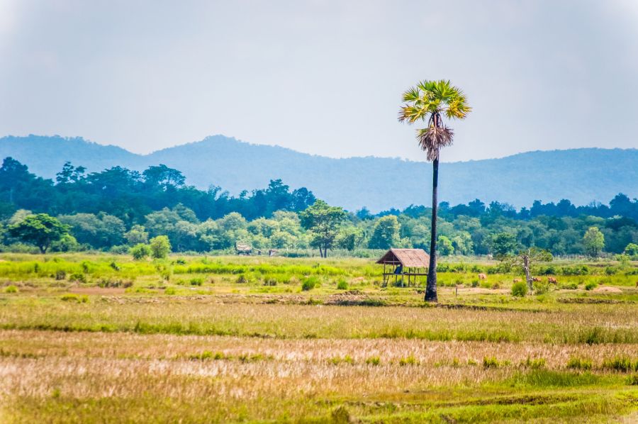 paysage de rizieres autour de savannakhet laos