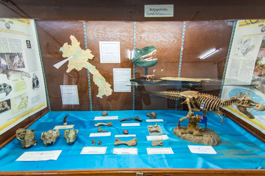 une vitrine au musee des dinosaures de savannakhet laos