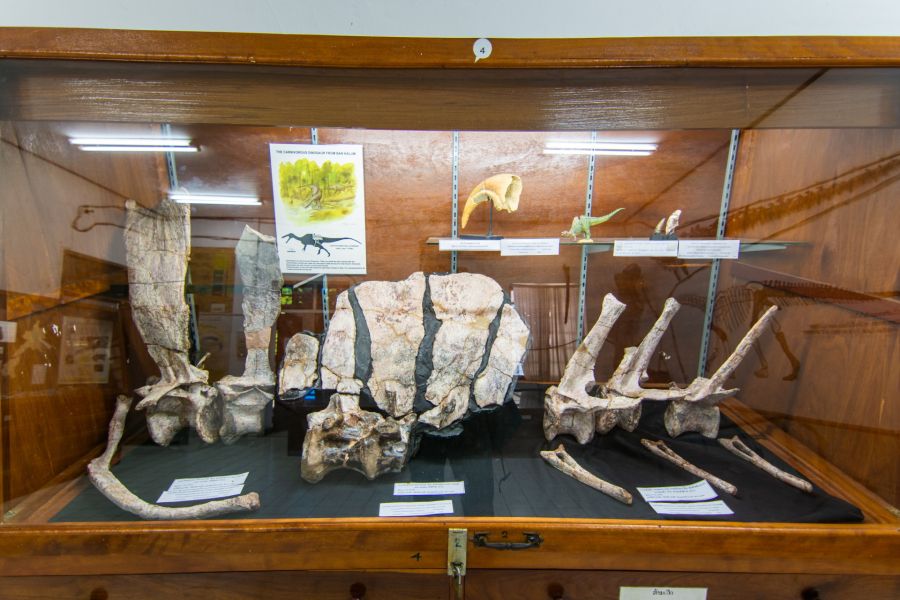 vertebres au musee des dinosaures de savannakhet laos